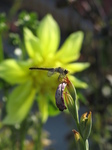 SX24412 Dragonfly on flower at Floriade.jpg